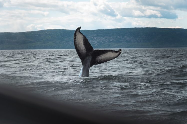 Bitcoin Whales Who Bought 1 Month Ago Hold Strong Despite Chance To Take Profit