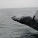 Bitcoin Whales Who Accumulated At $18k Have Continued To Hold Strong