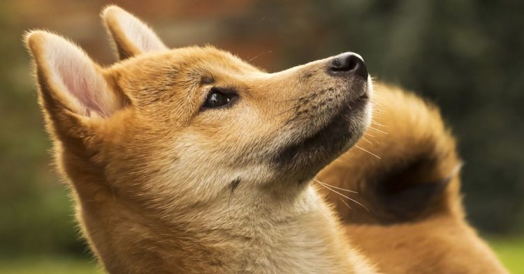 Dogecoin supera su media móvil de 200 días por primera vez desde junio del 2021