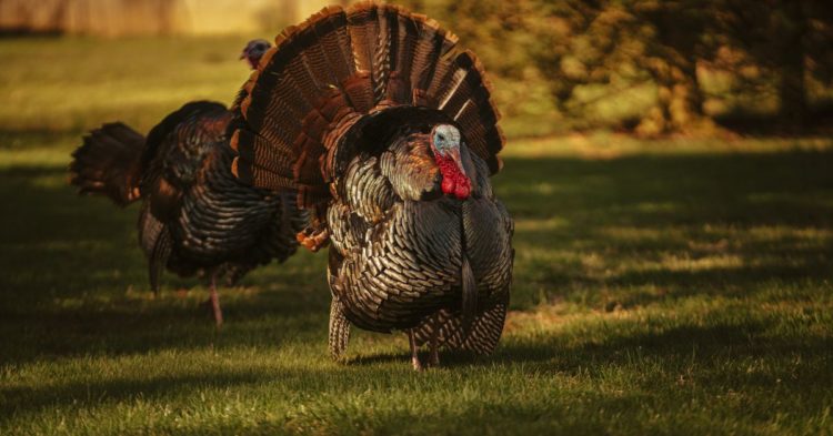 Mansplaining Your Way Through the Crypto Crash at Thanksgiving