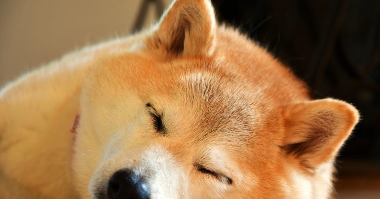 First Mover Asia: Dogecoin Surges 16% to Continue Its Holiday Cheer