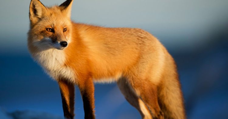 Cómo configurar una billetera en MetaMask