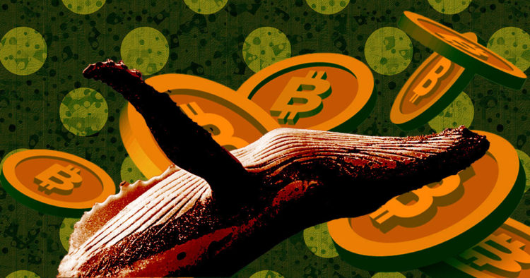 In spite of FTX catastrophe, Bitcoin whales lead aggressive accumulation phase