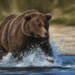 How Long Before Bears Retest $14,000?