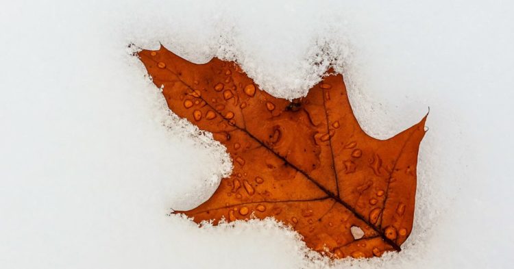 Maple Finance's $54M of Sour Debt Shows Risks of Crypto Lending Without Collateral