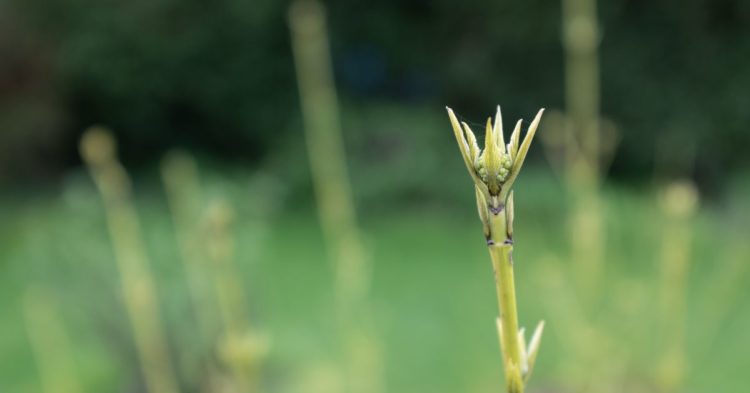 Altcoin Short Squeeze Brings Green Shoots to Dormant Crypto