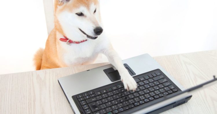 Shiba Inu-Themed BONK Tokens Are Yielding Nearly 1,000% for Solana Liquidity Providers