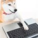 Shiba Inu-Themed BONK Tokens Are Yielding Nearly 1,000% for Solana Liquidity Providers