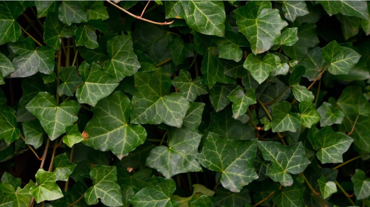 Hedera Soars 23% As HBAR Blooms All-Green On The Charts All Week
