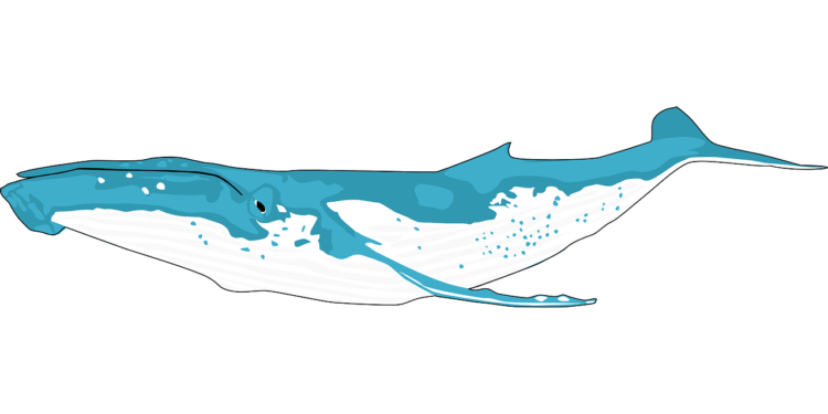 MATIC Whale Pushes Coin Value With Massive Moves