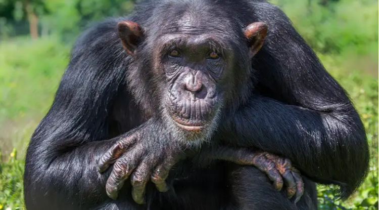 Will January See The End of APE’s Recovery? 