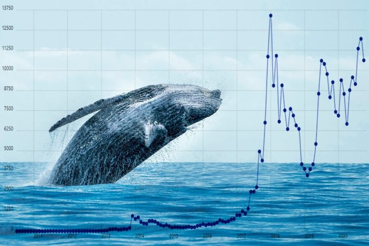 Crypto Whales are Adding These Cryptos to Their Holdings – Here’s Why