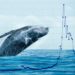 Crypto Whales are Adding These Cryptos to Their Holdings – Here’s Why