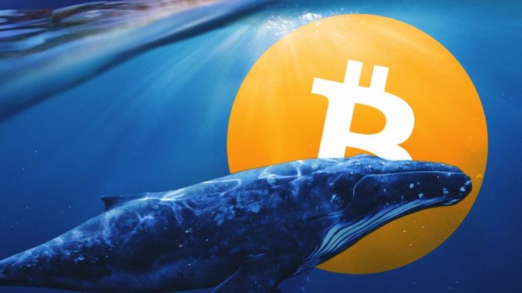 Bitcoin Whale Suddenly Moves $135 Million In BTC – Where Did It Go?