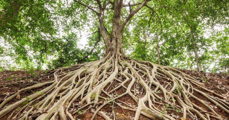 Bitcoin BTC Price Stays Rooted Near $23.5K