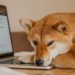 Canine Crypto Coins Jump After Elon Musk Sends DOGE-Themed Tweet