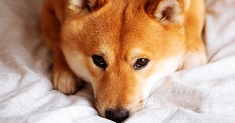 Shiba Inu Token Falls 10% Amid Shibarium Code Drama