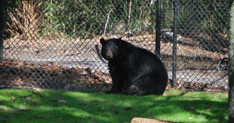 Bitcoin Bears May Still Be a Bit Early, Though Caution Urged: Matrixport