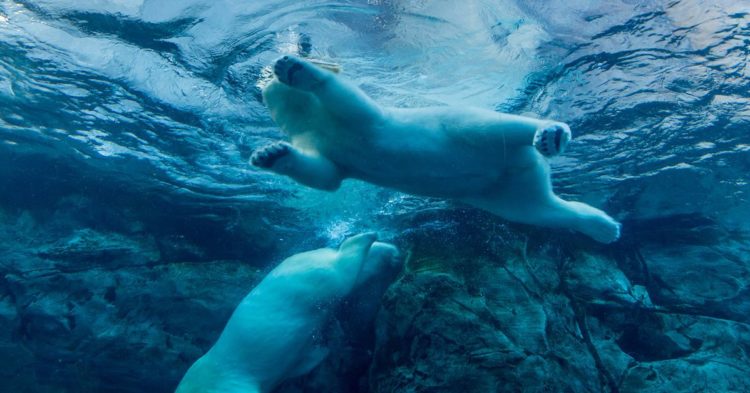 Bitcoin BTC Price Plunges to Mid-January Levels