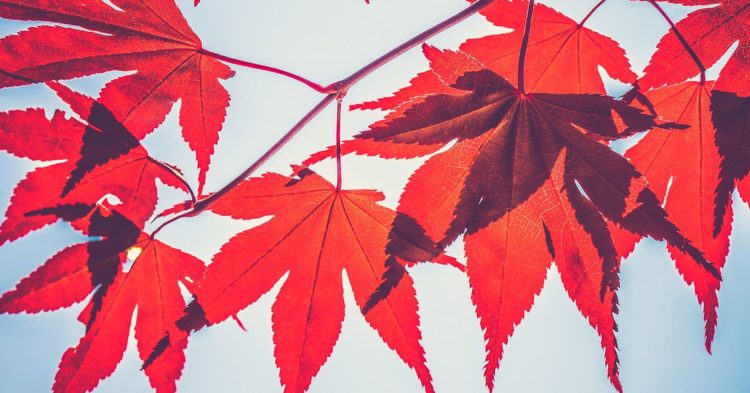 Lending Platform Maple Prepares New U.S. Treasury Pool, MPL Token Rises 23%