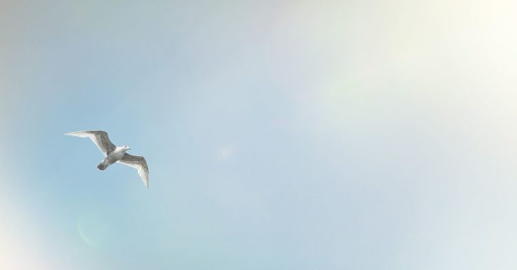 Users See Bluesky as a Twitter Alternative After Twitter Ends Legacy Verification