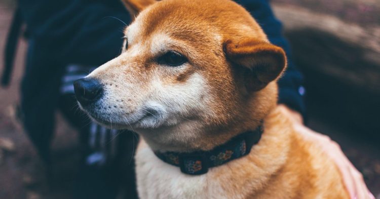 Shiba Inu’s Testnet ‘Puppynet’ Sees Rising Activity Ahead of Shibarium Mainnet