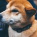 Shiba Inu’s Testnet ‘Puppynet’ Sees Rising Activity Ahead of Shibarium Mainnet