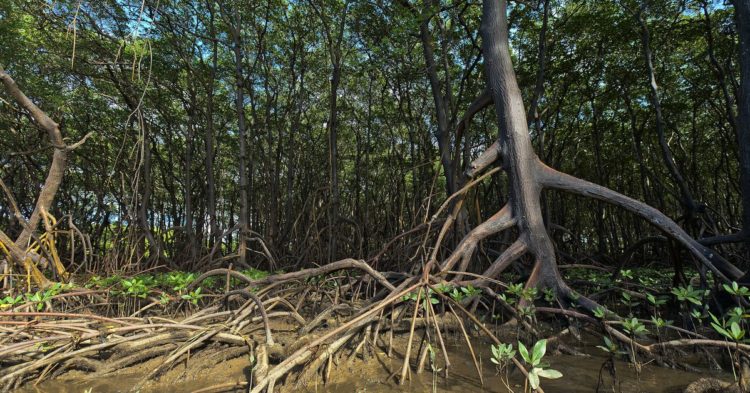 Polygon to List Carbon Assets Pool From Solid World