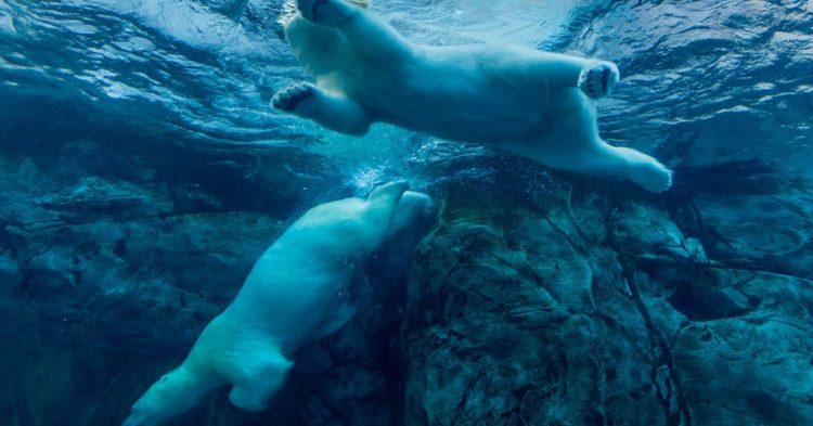 Bitcoin (BTC) Price Falls to 2-Month Low