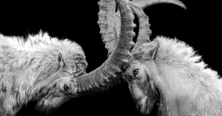 Aragon Fires Back at Activist Investors in Early Stages of DAO Governance Fight