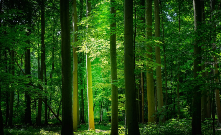 Shiba Inu All Green Today