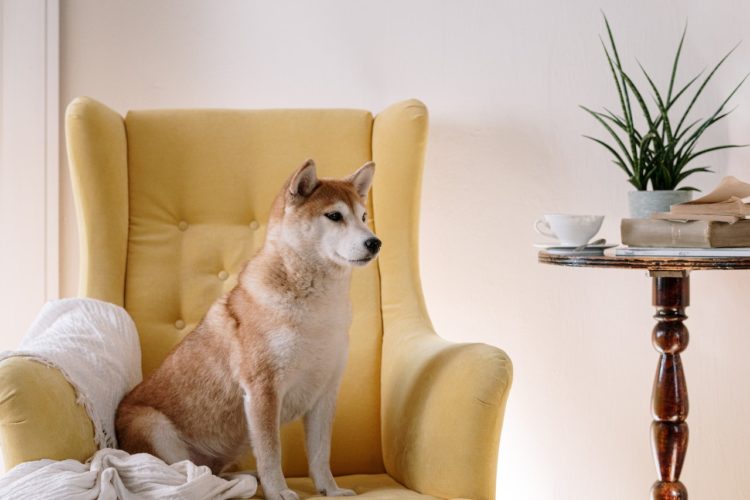 Whale Who Bought 20 Trillion Shiba Inu Is Now The 5th Biggest SHIB Holder