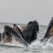 Bitcoin Bullish Signal: Whales Accumulate 84,897 BTC