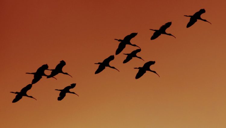 GRT Soars 13% As The Graph Prepares To Integrate Arbitrum