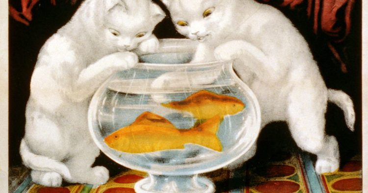 Transparency for the Whales, Privacy for the Plebs