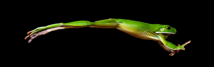 PEPE Surpasses Local Highs In Surprise Comeback