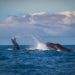 Bitcoin Witnesses Historic Whale Exodus: What You Need To Know