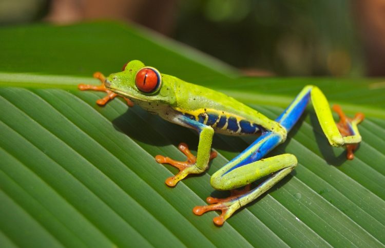 Red-Eyed-Frog Surged 1,300% Overnight. What’s Going On?
