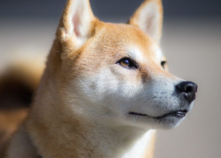 Shiba Inu DeFi Aspirations May Rattle DOGE’s Market As SHIB Turns To Digital IDs