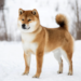 Shiba Inu Price Prediction: SHIB Dips 22% In a Week – Time for Investors to Hold or Fold?