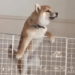 Can Shiba Inu Climb Before September Starts?
