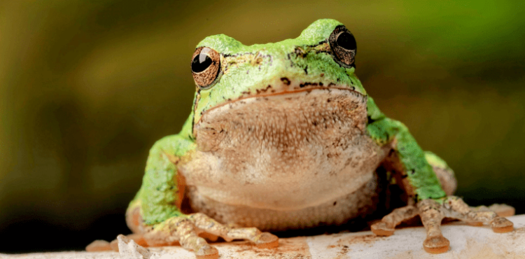 Will Prices Of Meme Coins Continue To Drop?