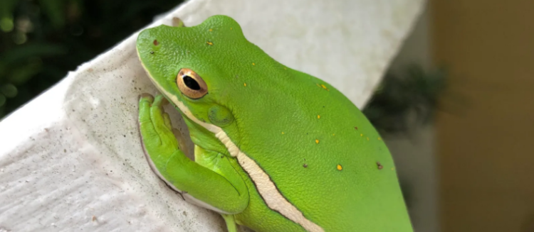 Can Pepe Coin Bounce Back? Insights On Its Future