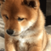 Shiba Inu Faces Potential 12% Crash As Bearish Pattern Emerges