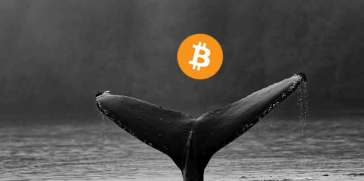 Bitcoin Whales Load Up With $1.5 Billion Worth Of BTC