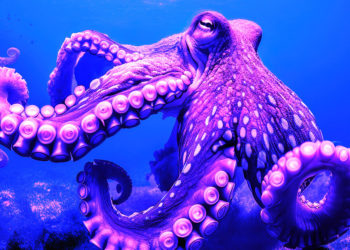 Kraken expands European footprint with new virtual asset licenses in Ireland and Spain