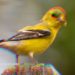 Real-World Asset Loan Worth $20M Sours on DeFi Platform Goldfinch, Bringing RWA Lending Under Scrutiny