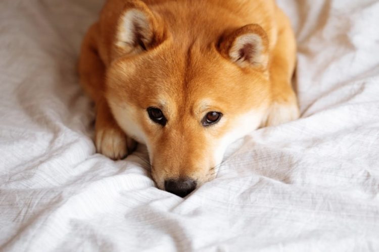 Dogecoin In A Dire Position As Daily Active Addresses Drop Drastically