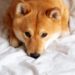 Dogecoin In A Dire Position As Daily Active Addresses Drop Drastically