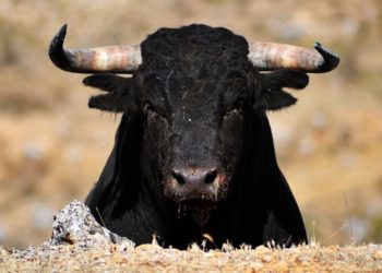 Bitcoin (BTC) Could Regain Record High of $69K in Mid-2024 as Institutional Demand Picks up